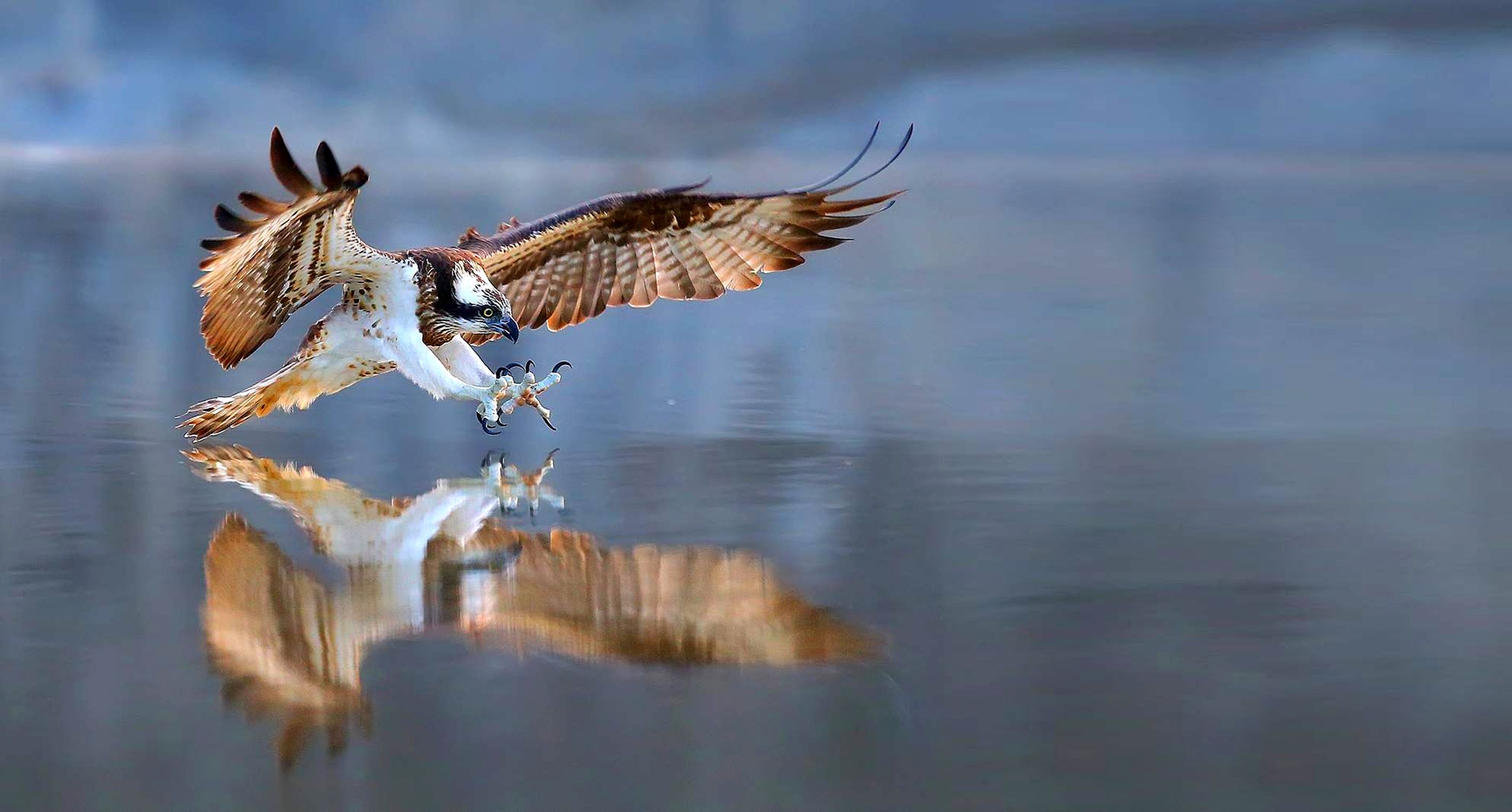 Osprey