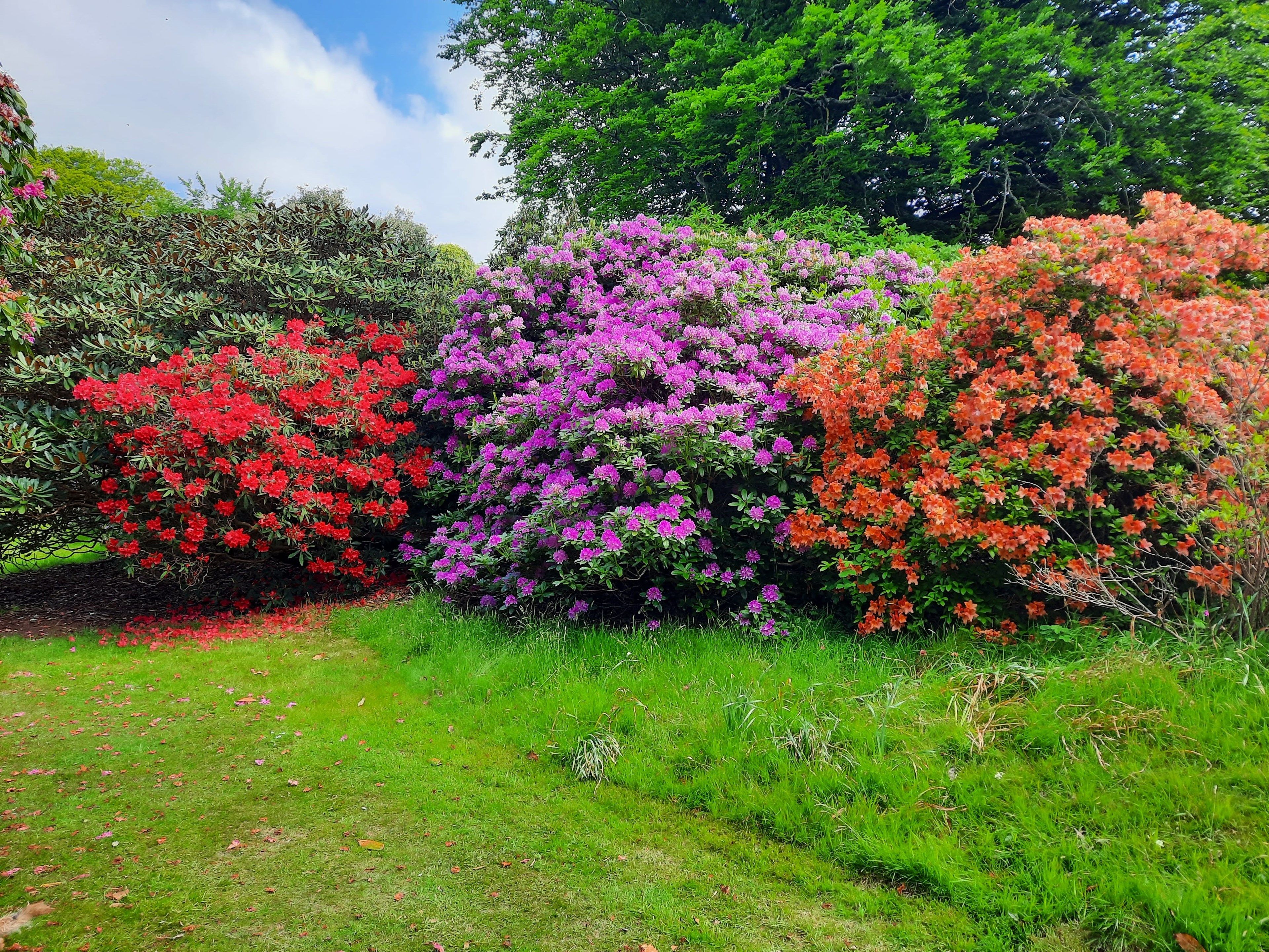 tourhub | Brightwater Holidays | Scotland: The Best Rhododendron Gardens in the World? 5190 