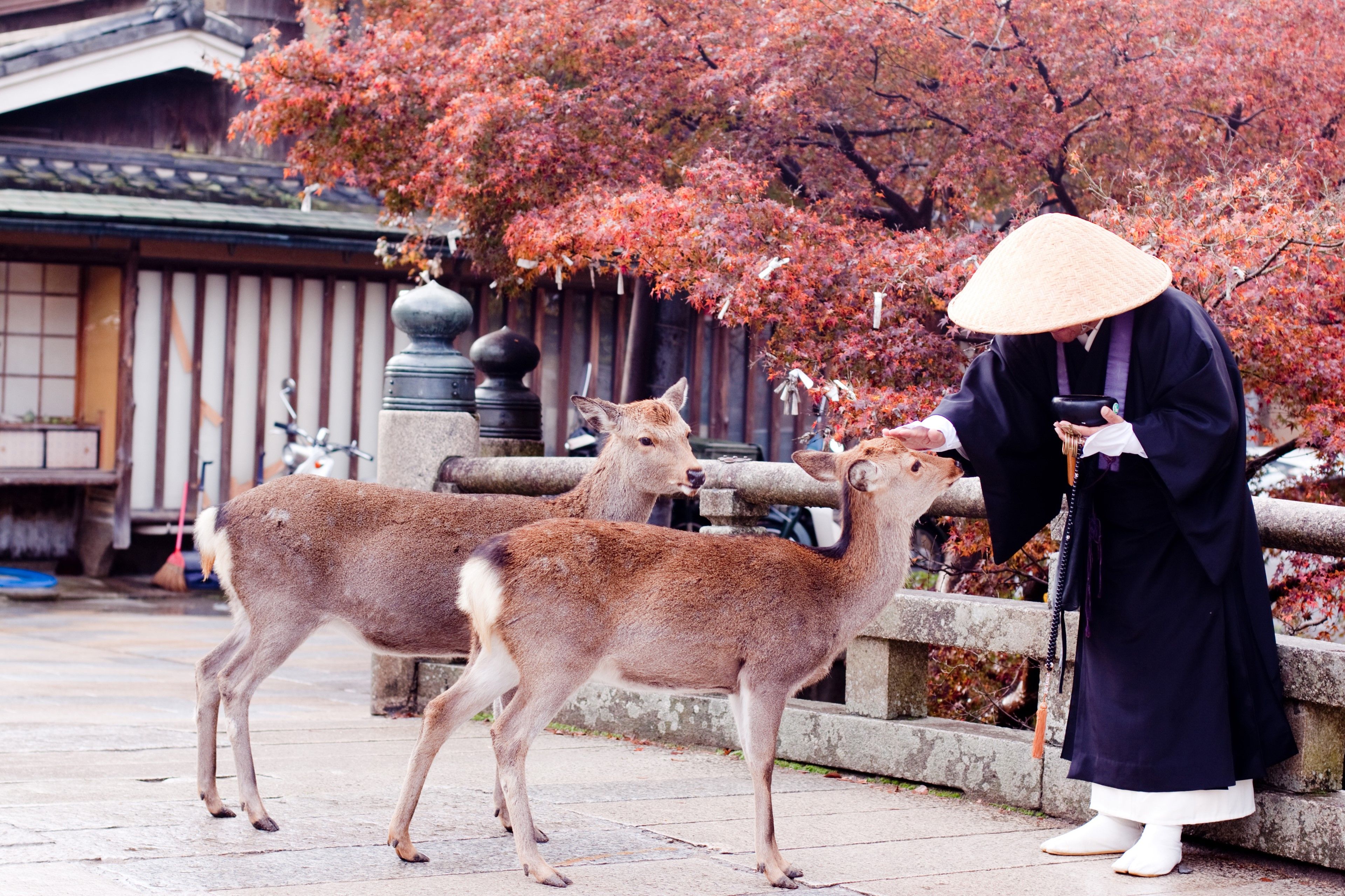 tourhub | Brightwater Holidays | Seasonal Gardens of Japan 665 