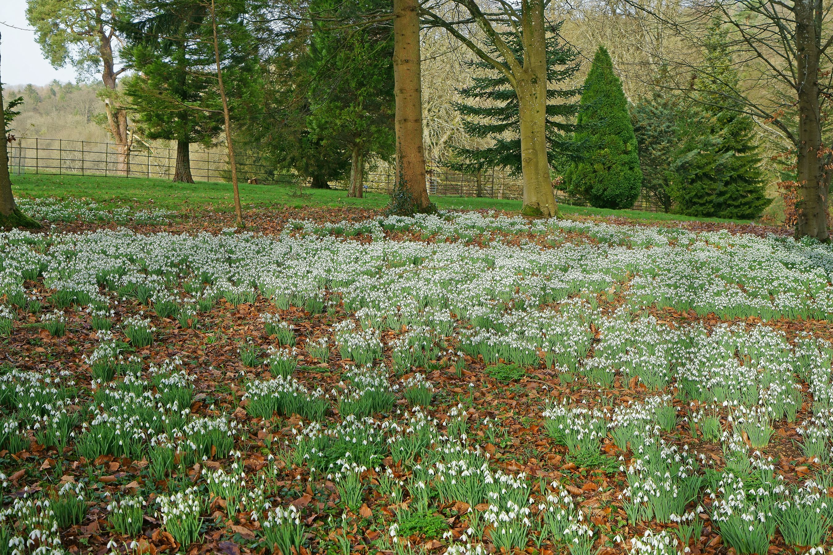 tourhub | Brightwater Holidays | Snowdrops in the Cotswolds 703 