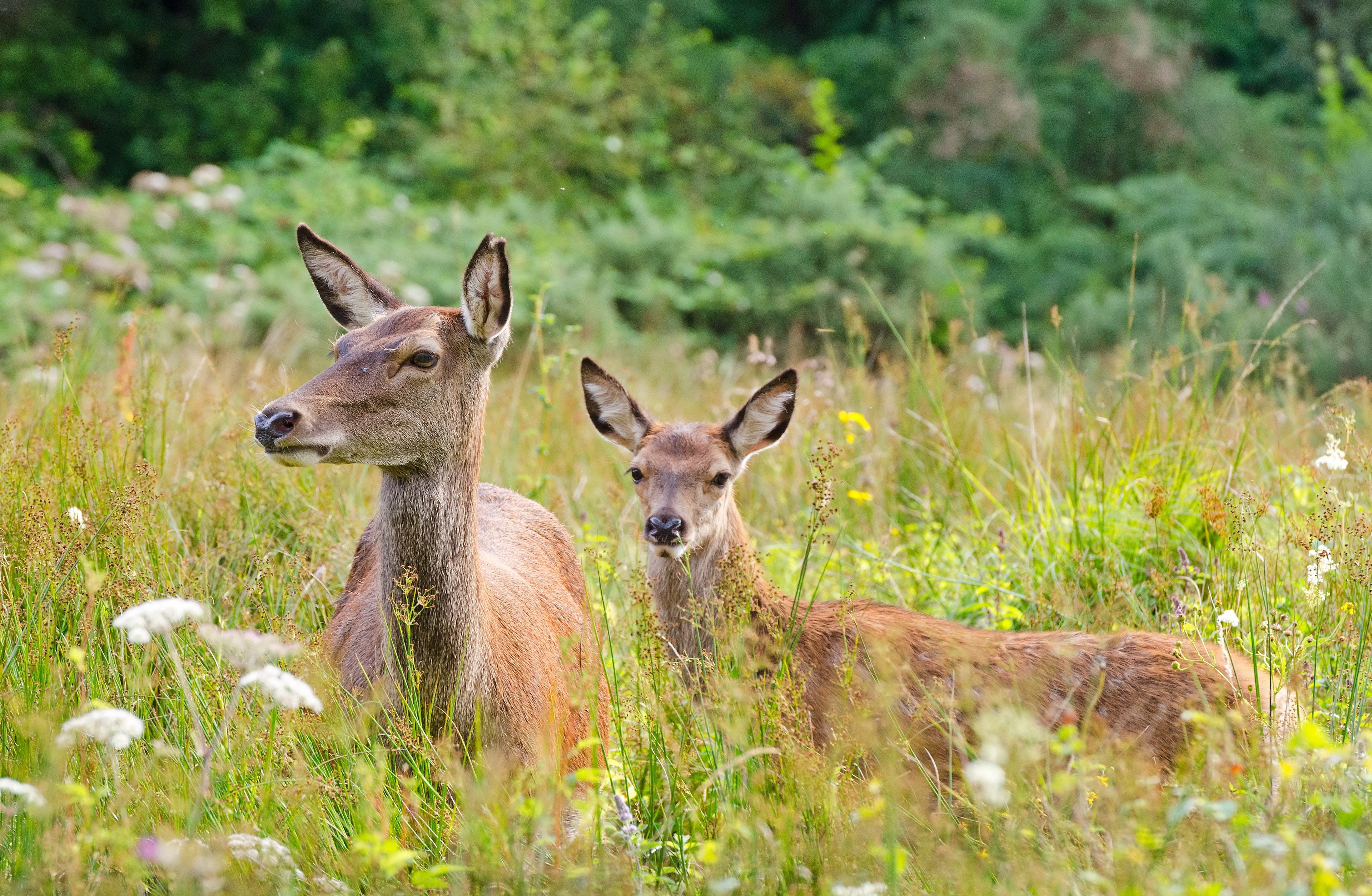 tourhub | Brightwater Holidays | Scotland: Highland Wildlife Safari 4656 