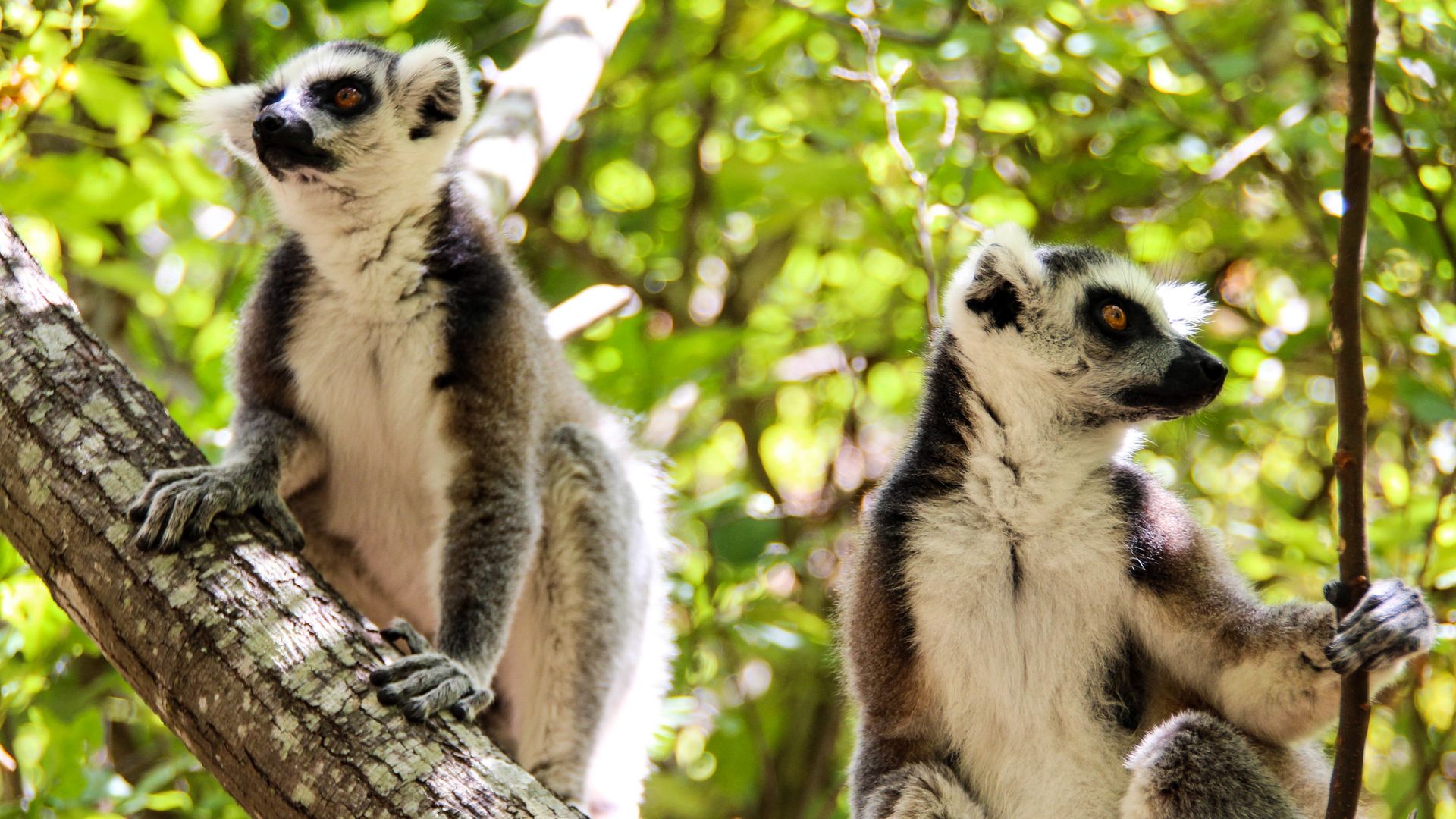 flora-and-fauna-of-madagascar-brightwater