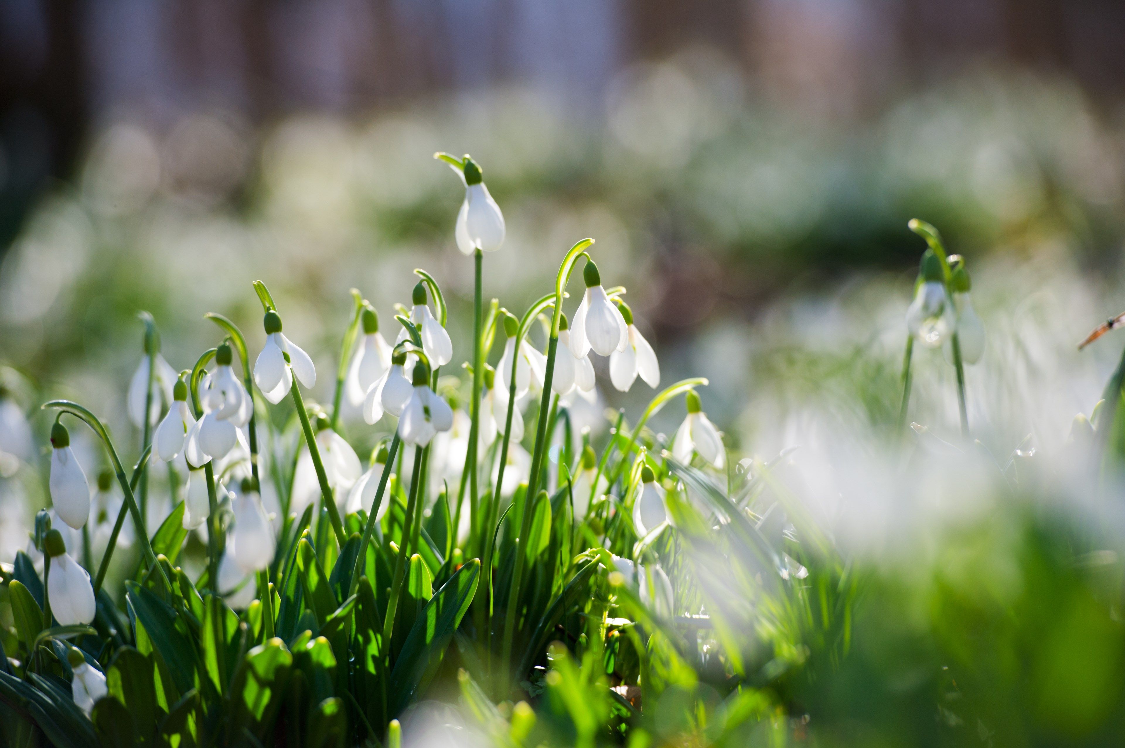 tourhub | Brightwater Holidays | Snowdrops in the Cotswolds 703 