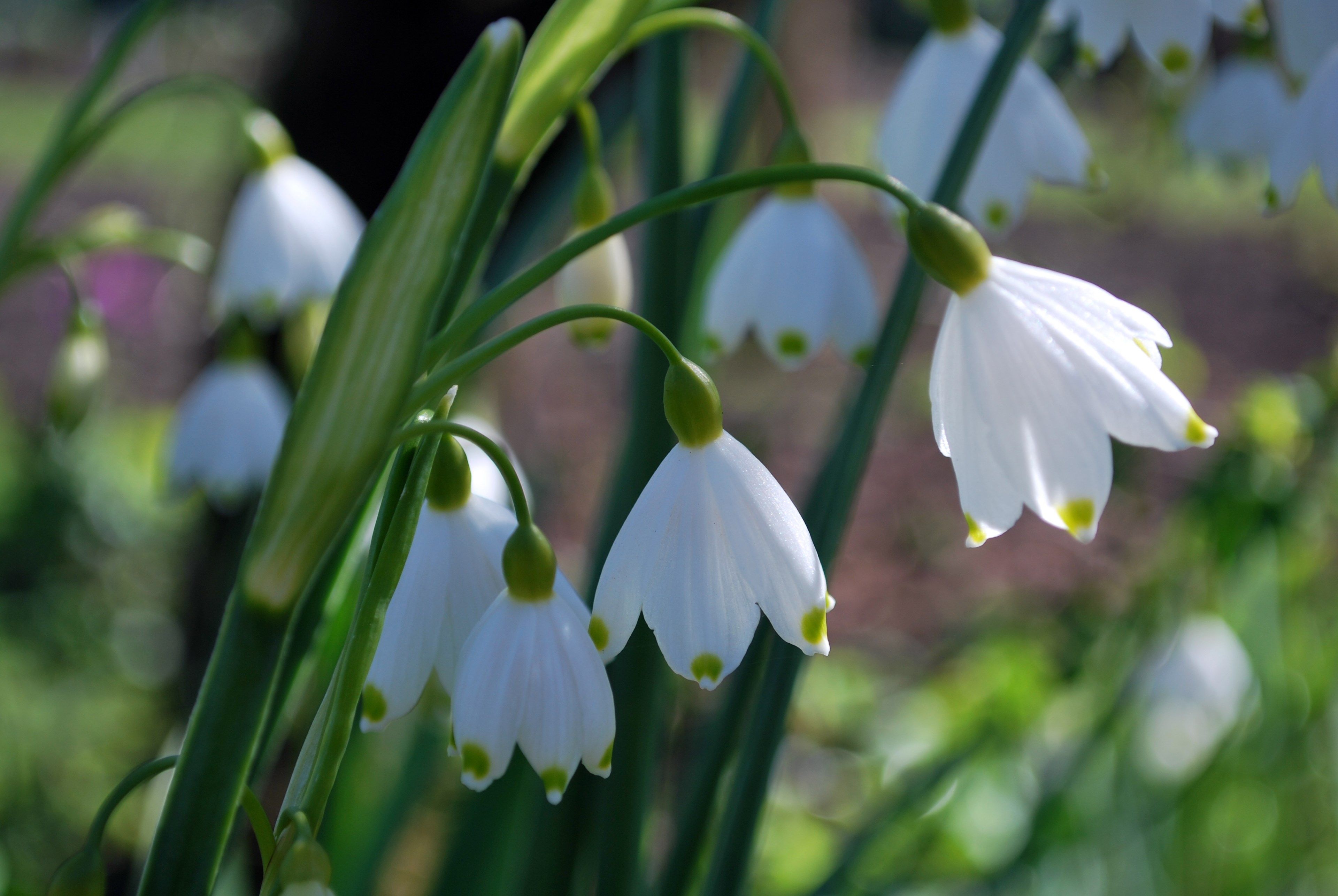 tourhub | Brightwater Holidays | Snowdrops in the Cotswolds 703 