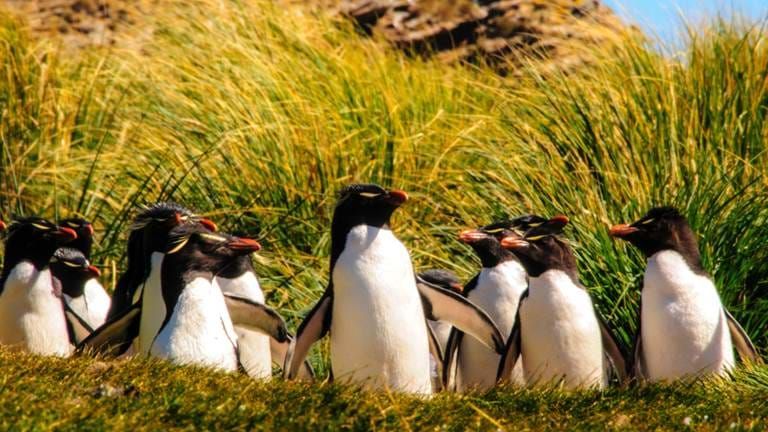 tourhub | Brightwater Holidays | Chile & Falkland Islands 6704 