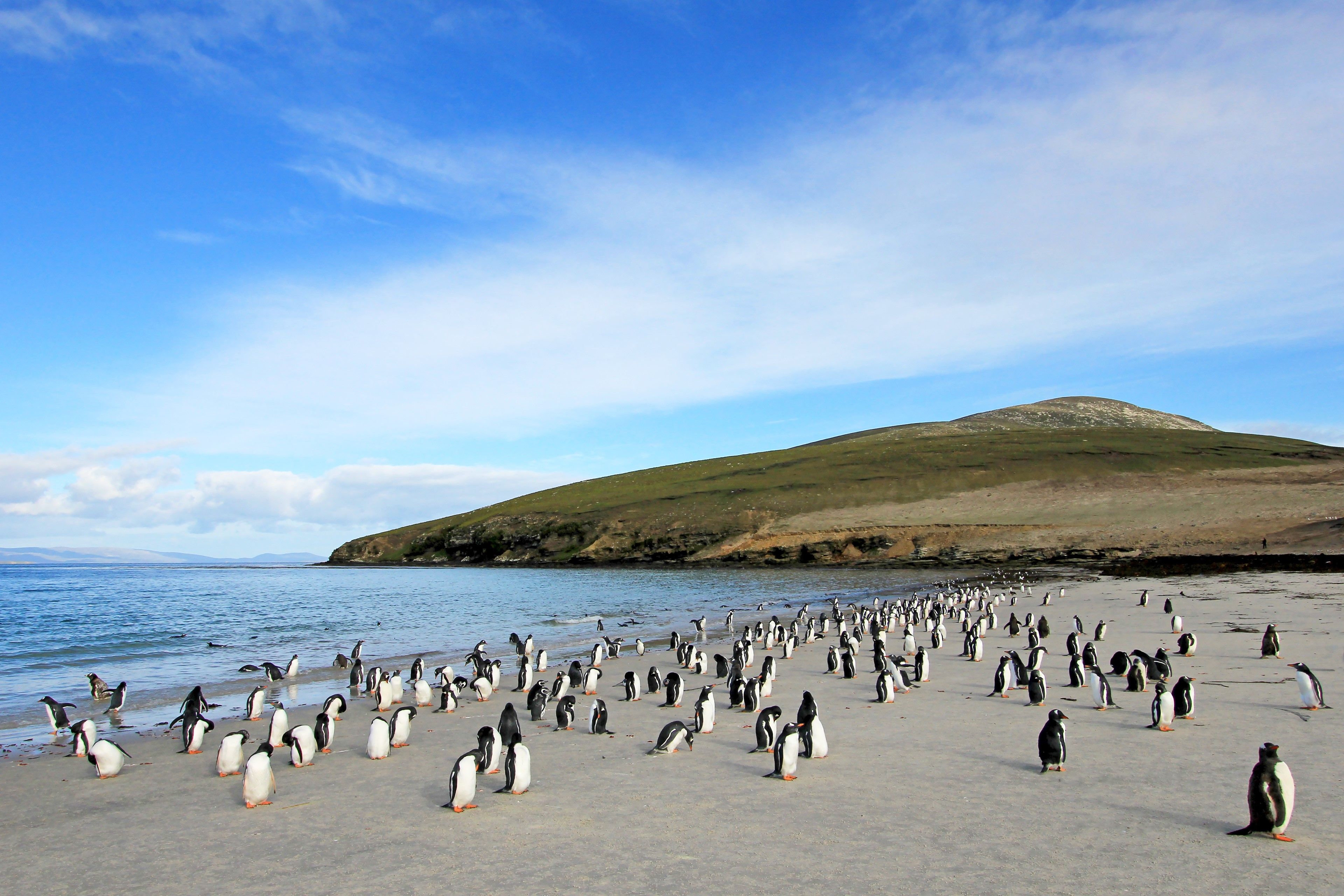 tourhub | Brightwater Holidays | Chile & Falkland Islands 6704 