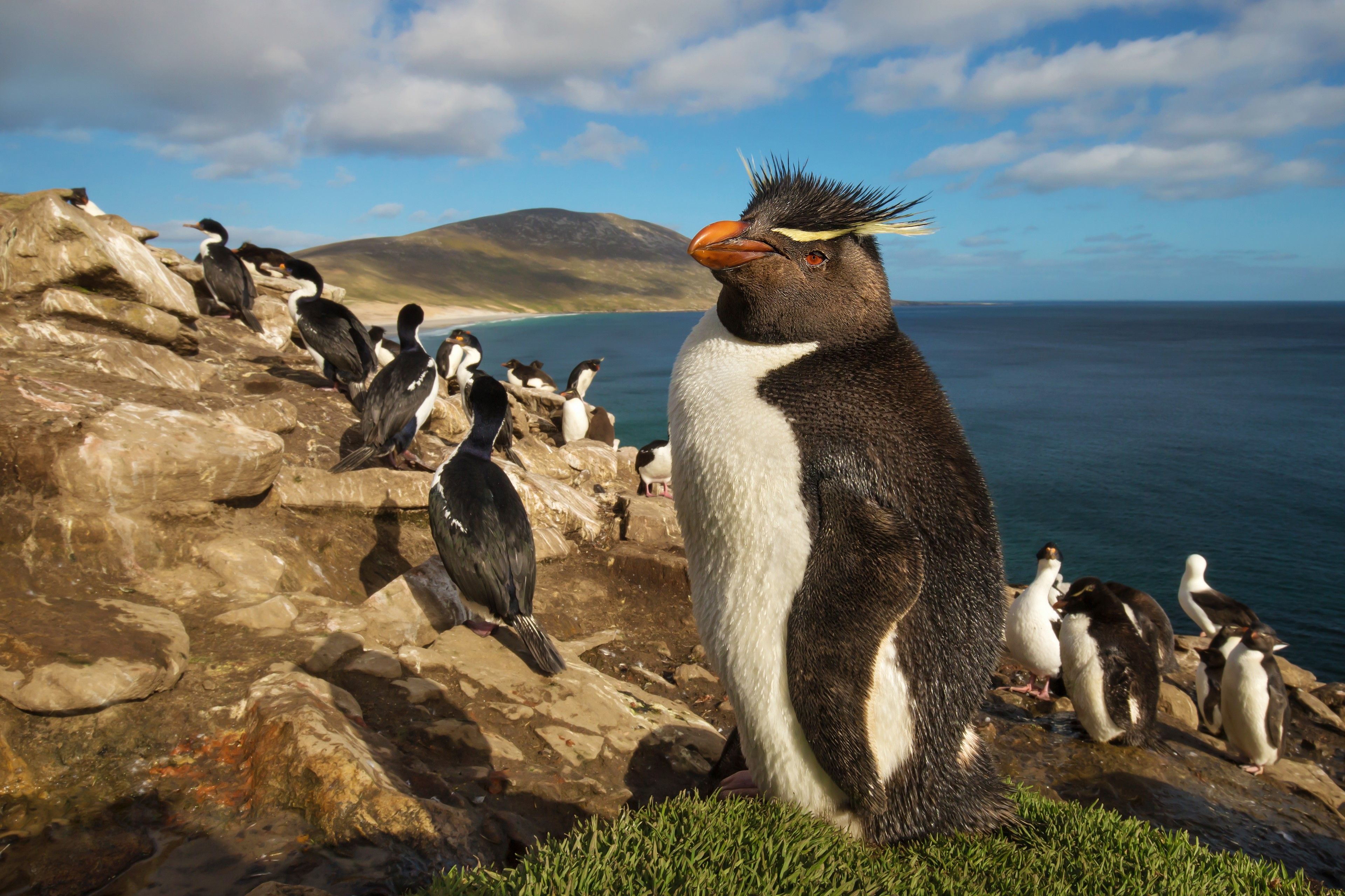 Southern rockhopper penguin