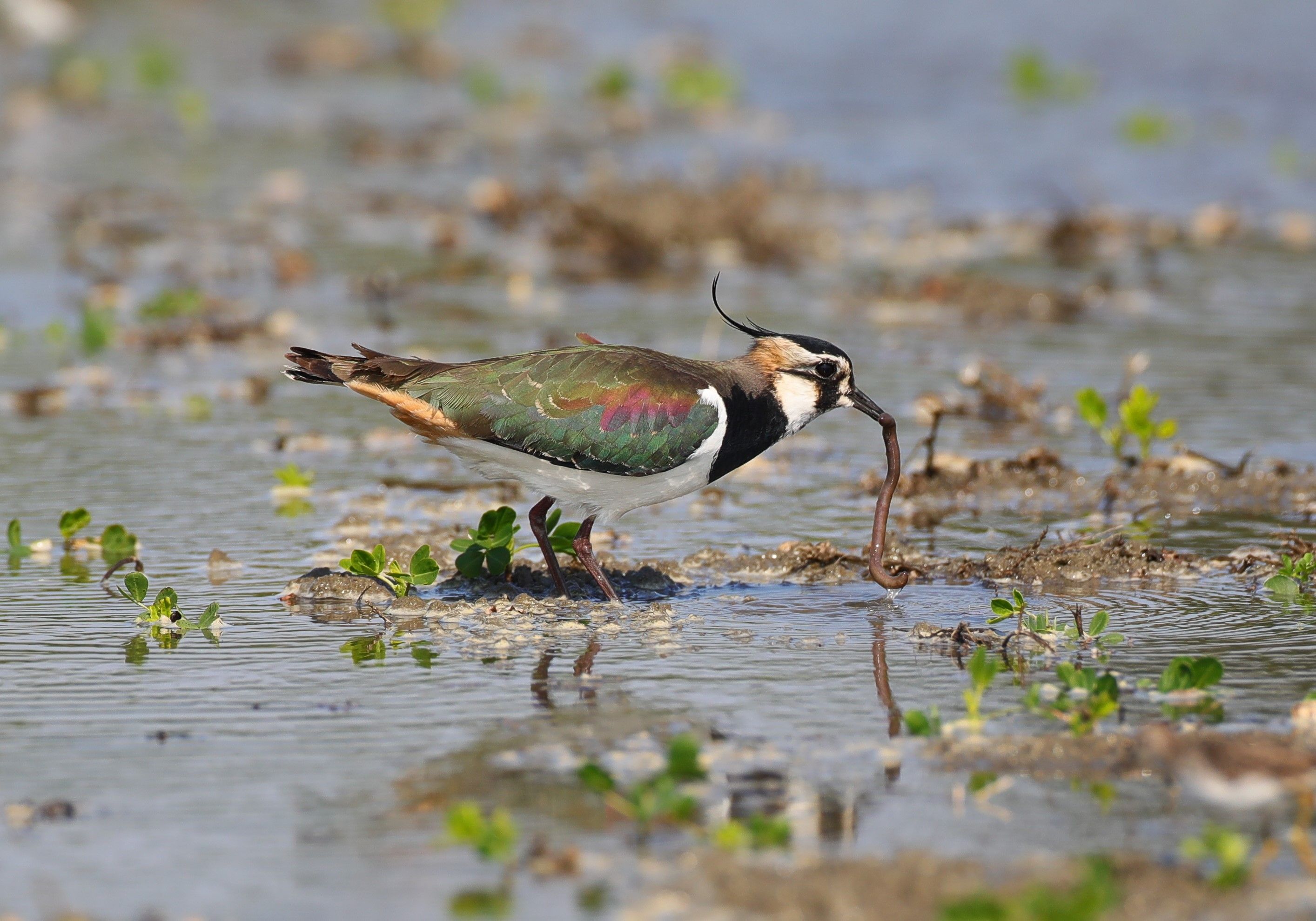 tourhub | Brightwater Holidays | Scotland: Highland Wildlife Safari 4656 