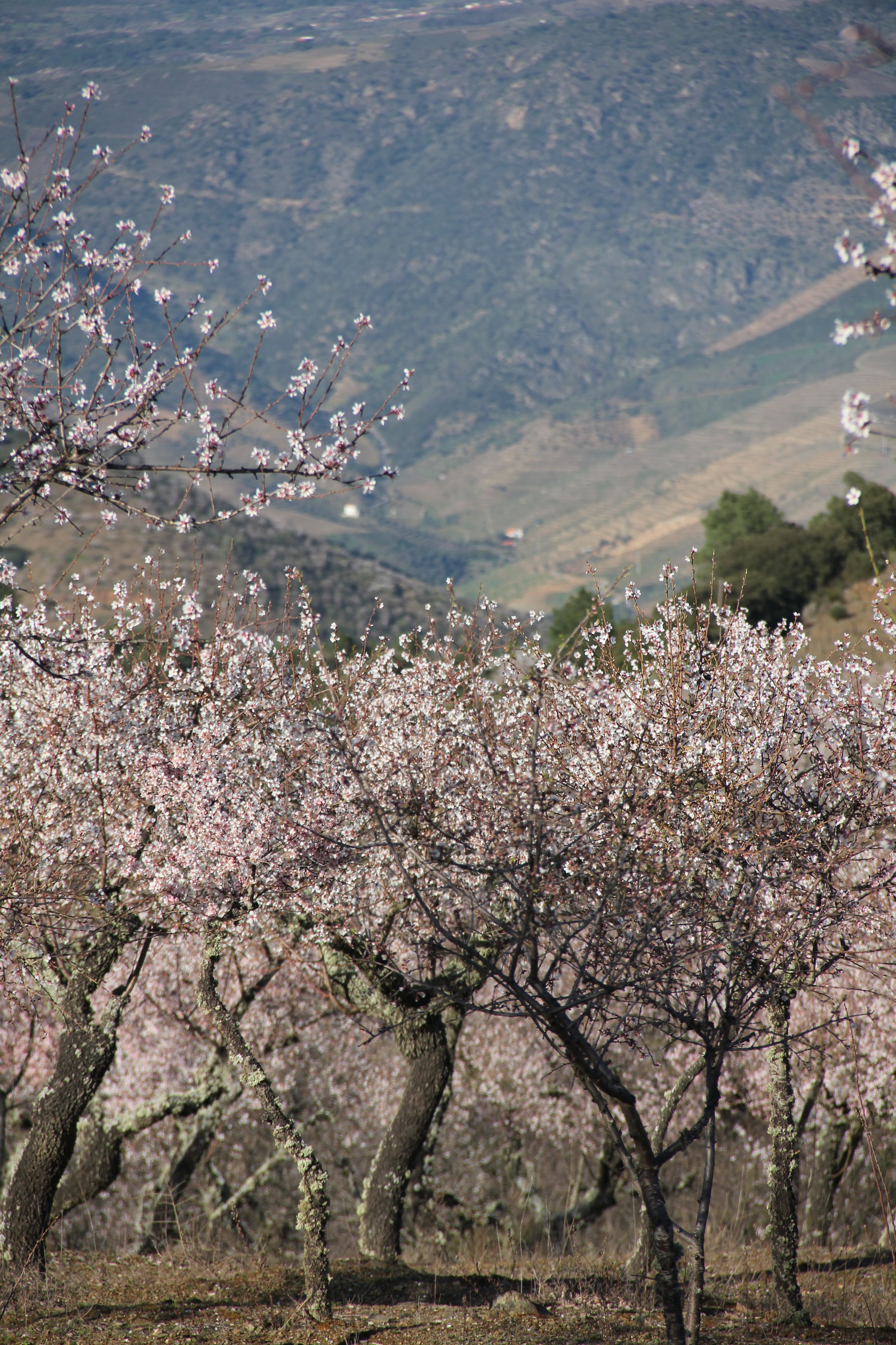 Route of the Almond Blossom