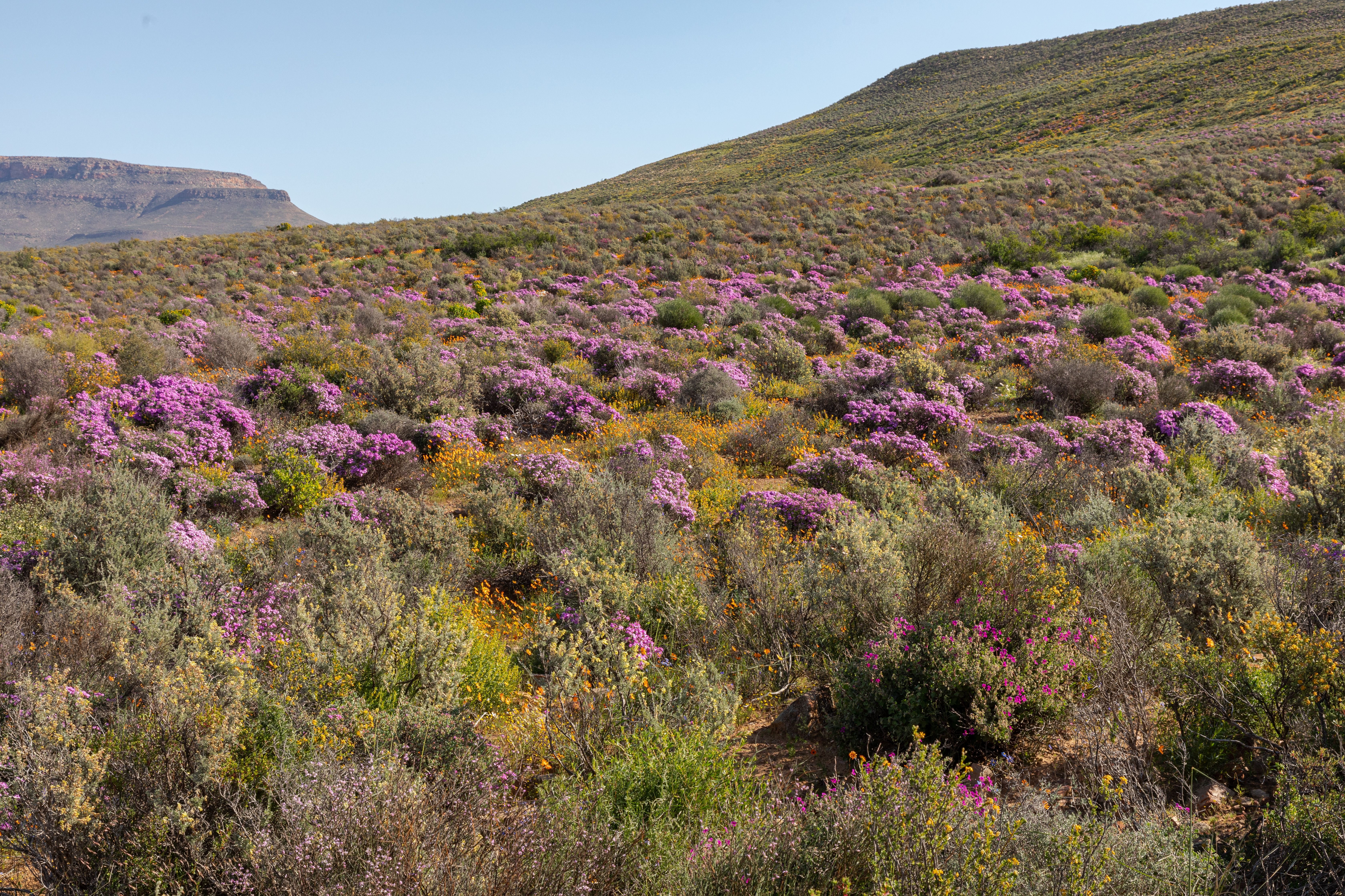 tourhub | Brightwater Holidays | Spring Flowers of Namaqualand 7951 