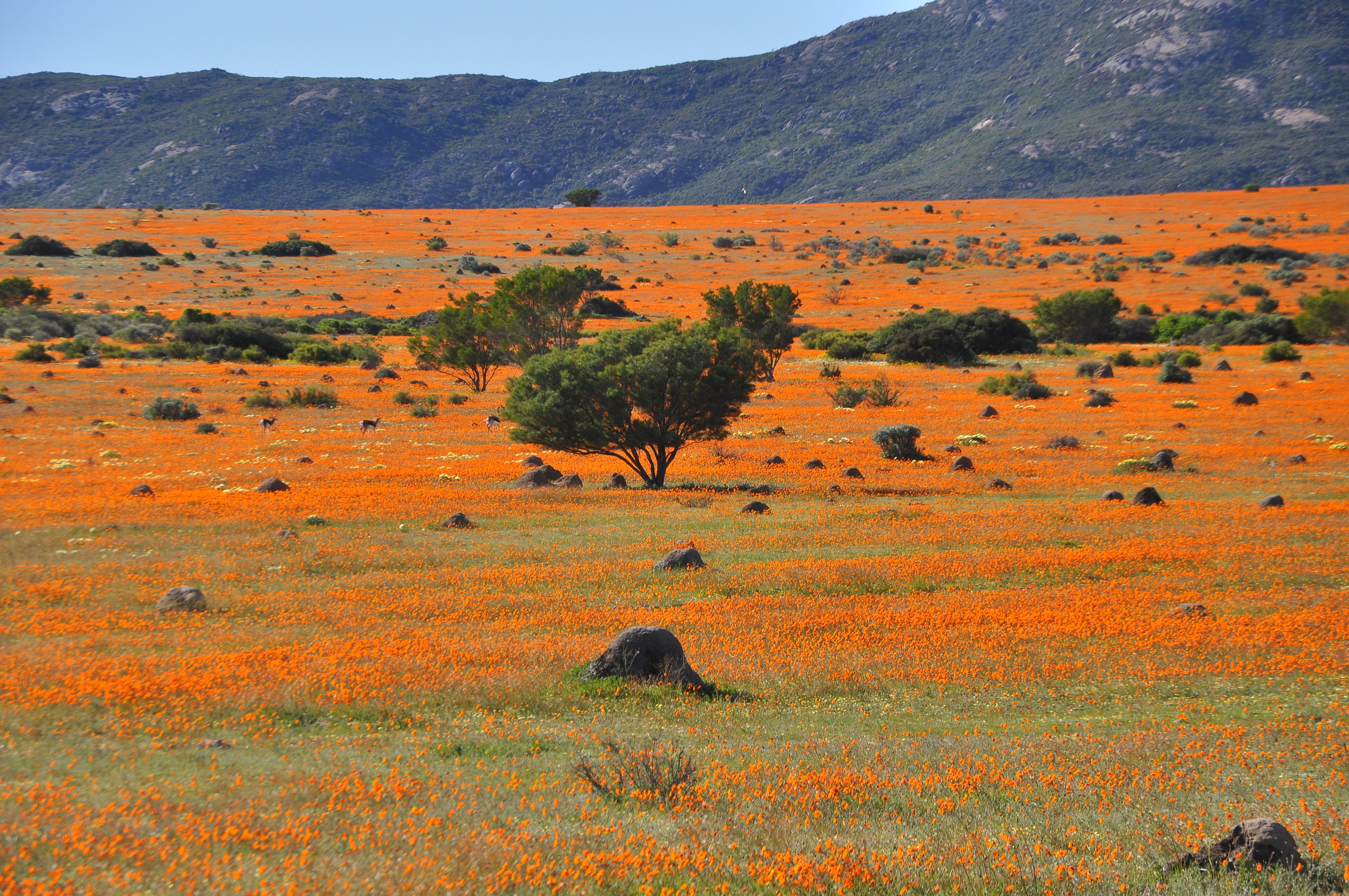 tourhub | Brightwater Holidays | Spring Flowers of Namaqualand 7951 