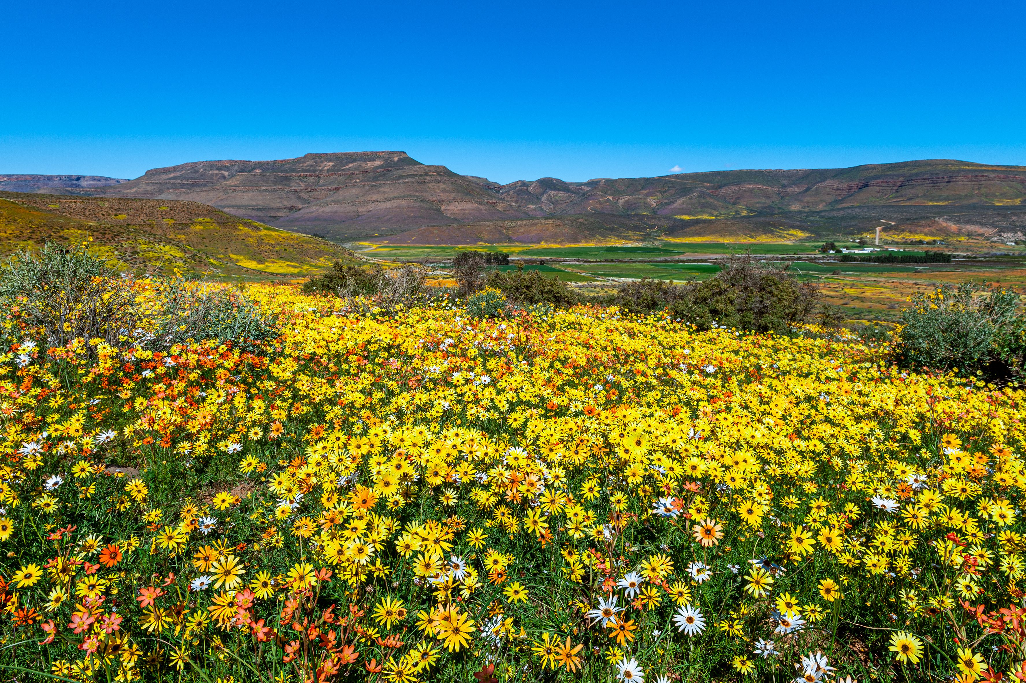 tourhub | Brightwater Holidays | Spring Flowers of Namaqualand 7951 