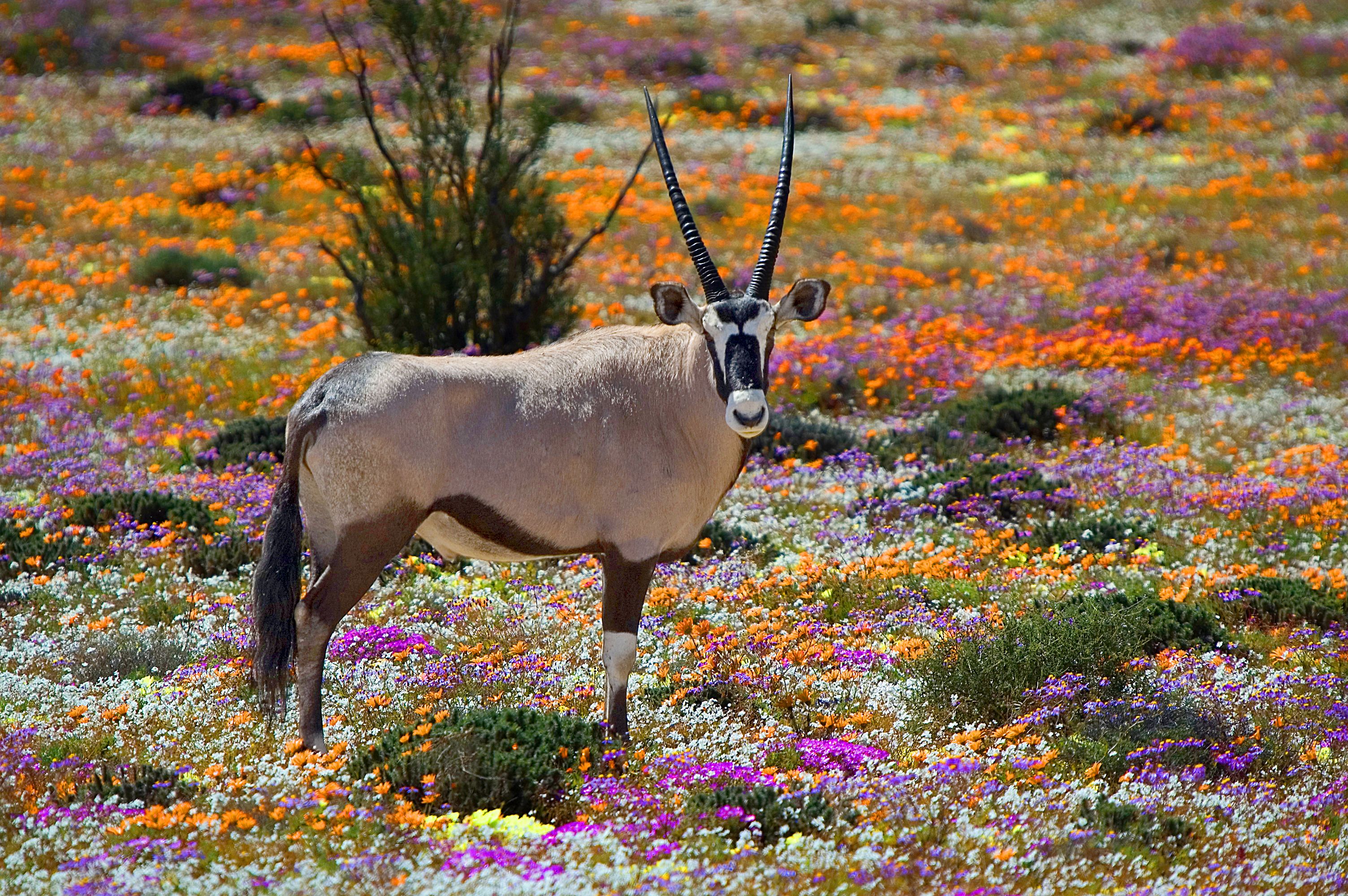 tourhub | Brightwater Holidays | Spring Flowers of Namaqualand 7951 