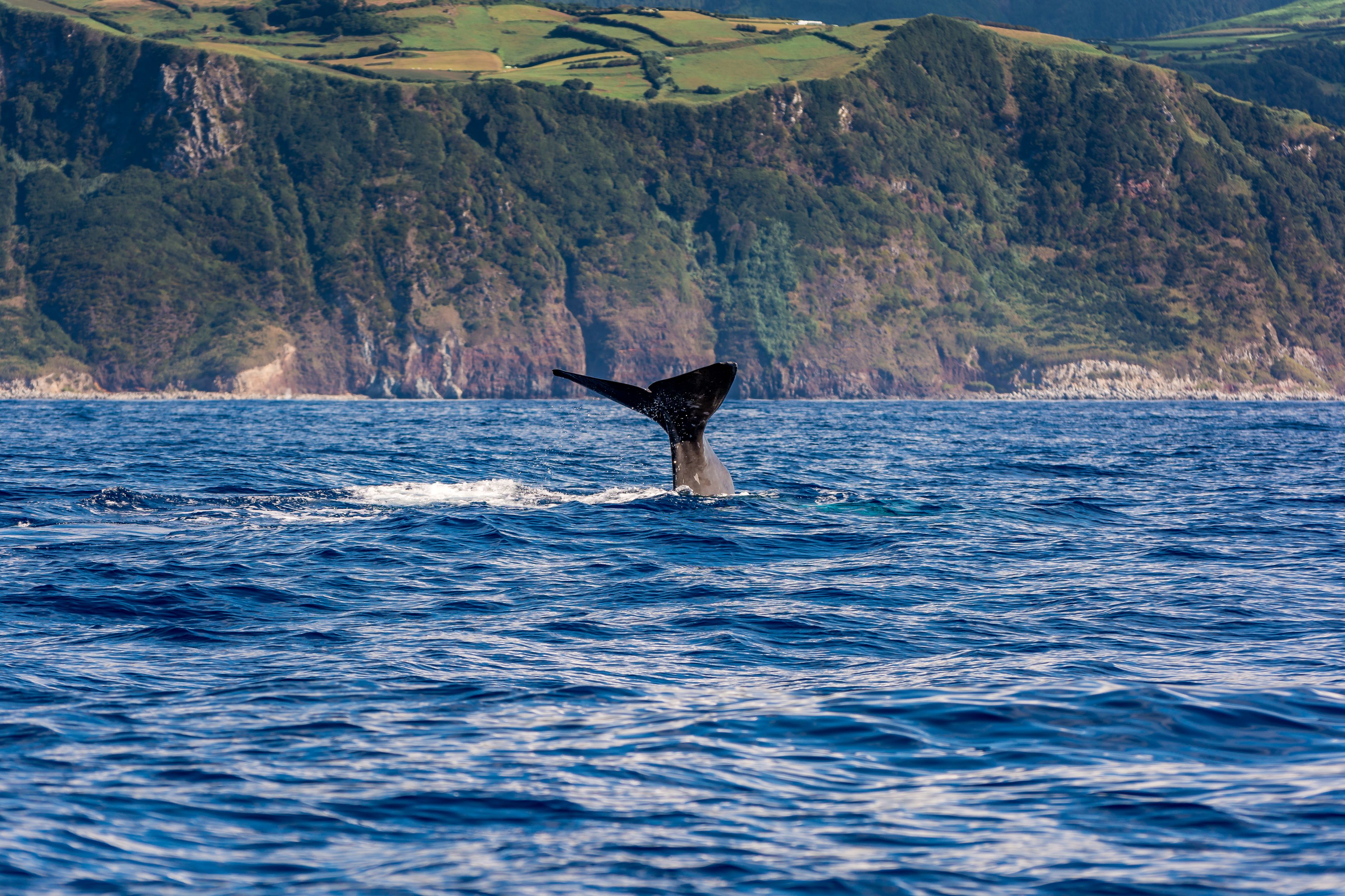 tourhub | Brightwater Holidays | The Azores: Gardens and Natural Wonders 9720 