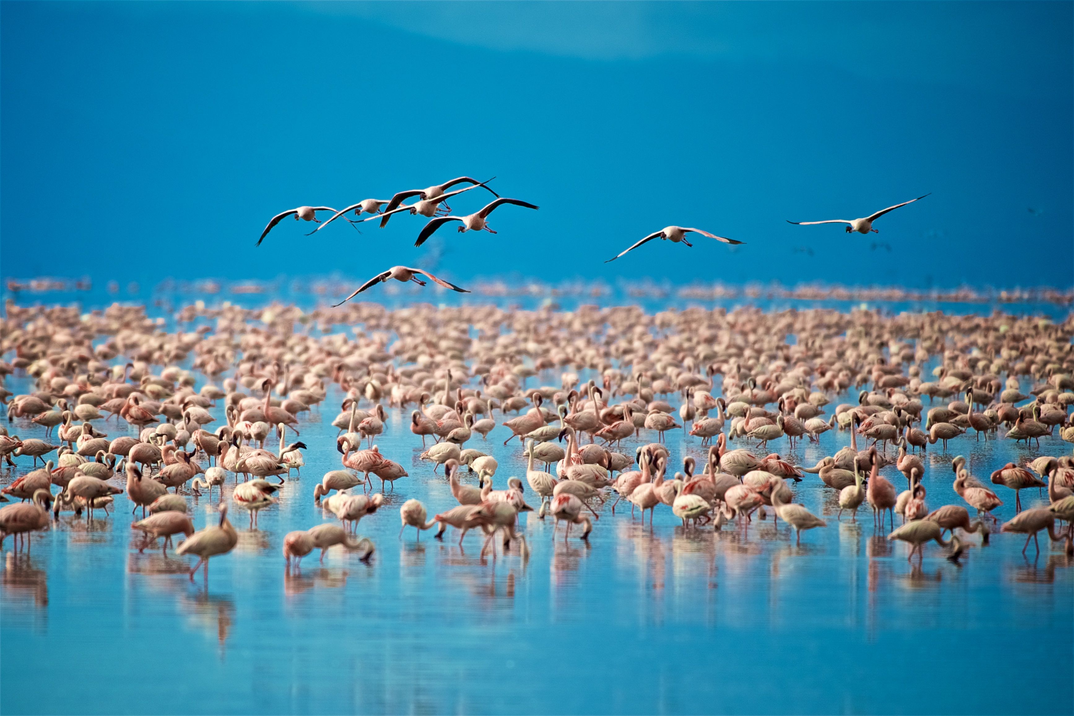 tourhub | Brightwater Holidays | Birdwatching and Wildlife Safaris in Tanzania 776 