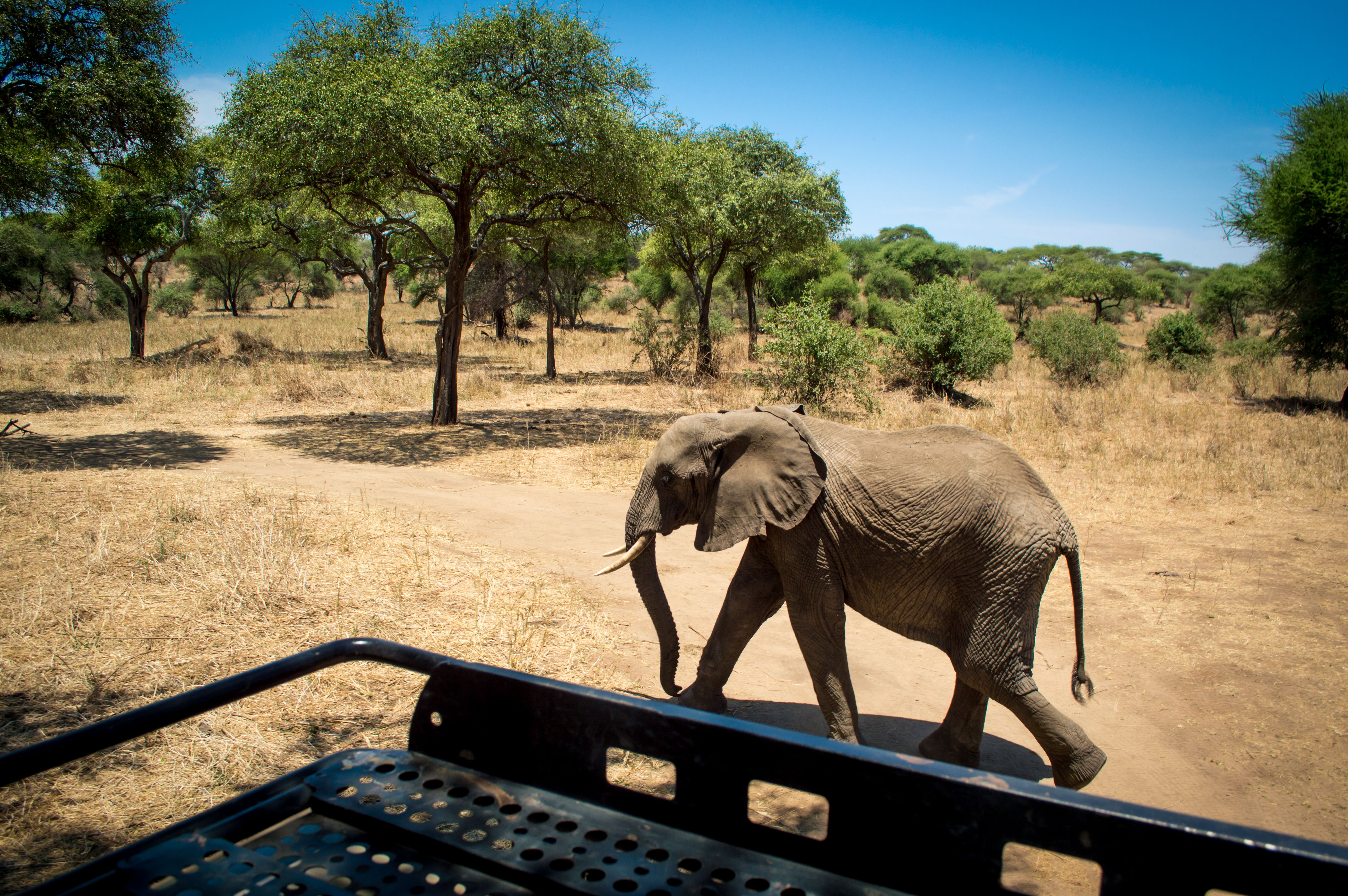 Elephant, Tarangire National Park