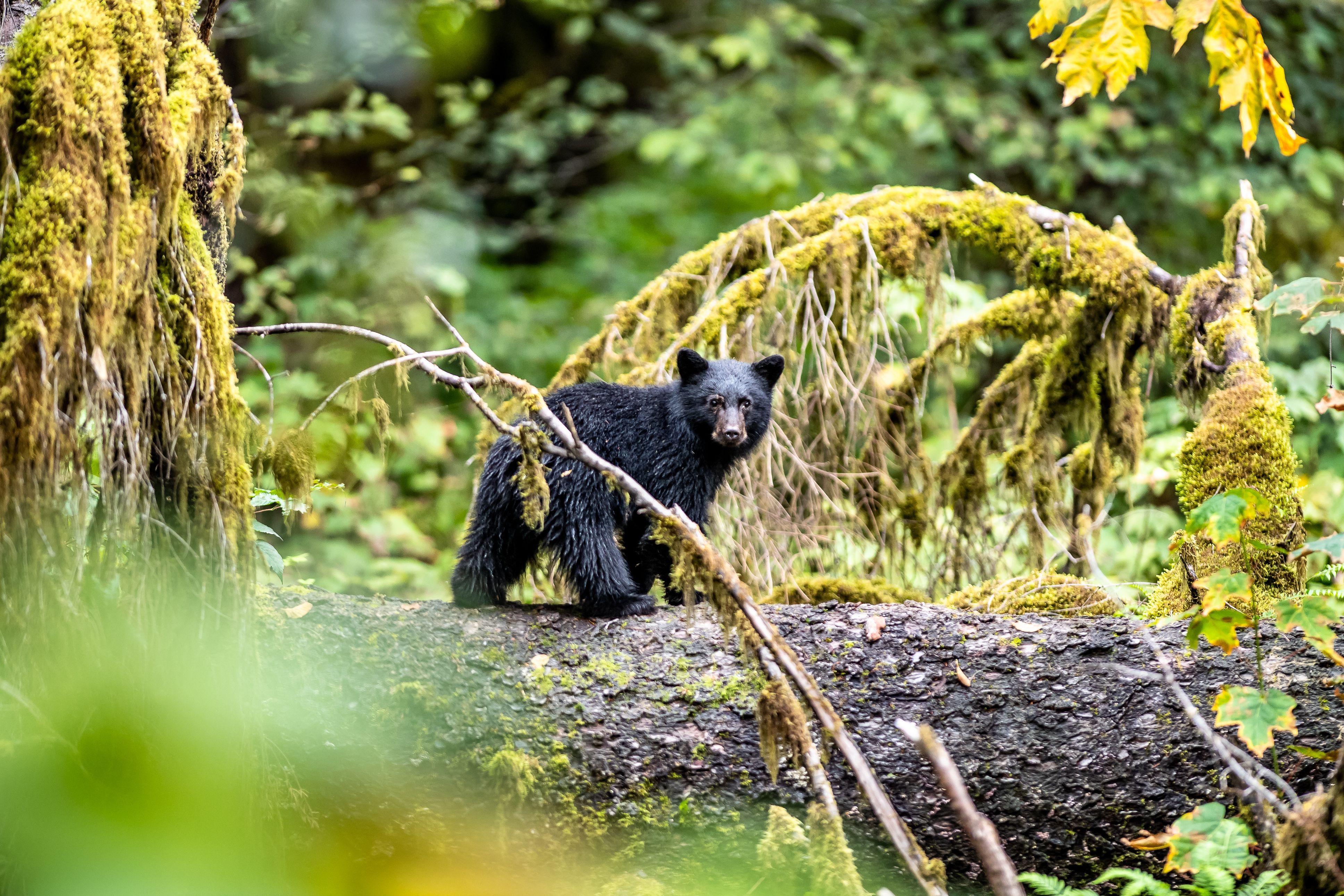 tourhub | Brightwater Holidays | Gardens and Wildlife of Western Canada 651 