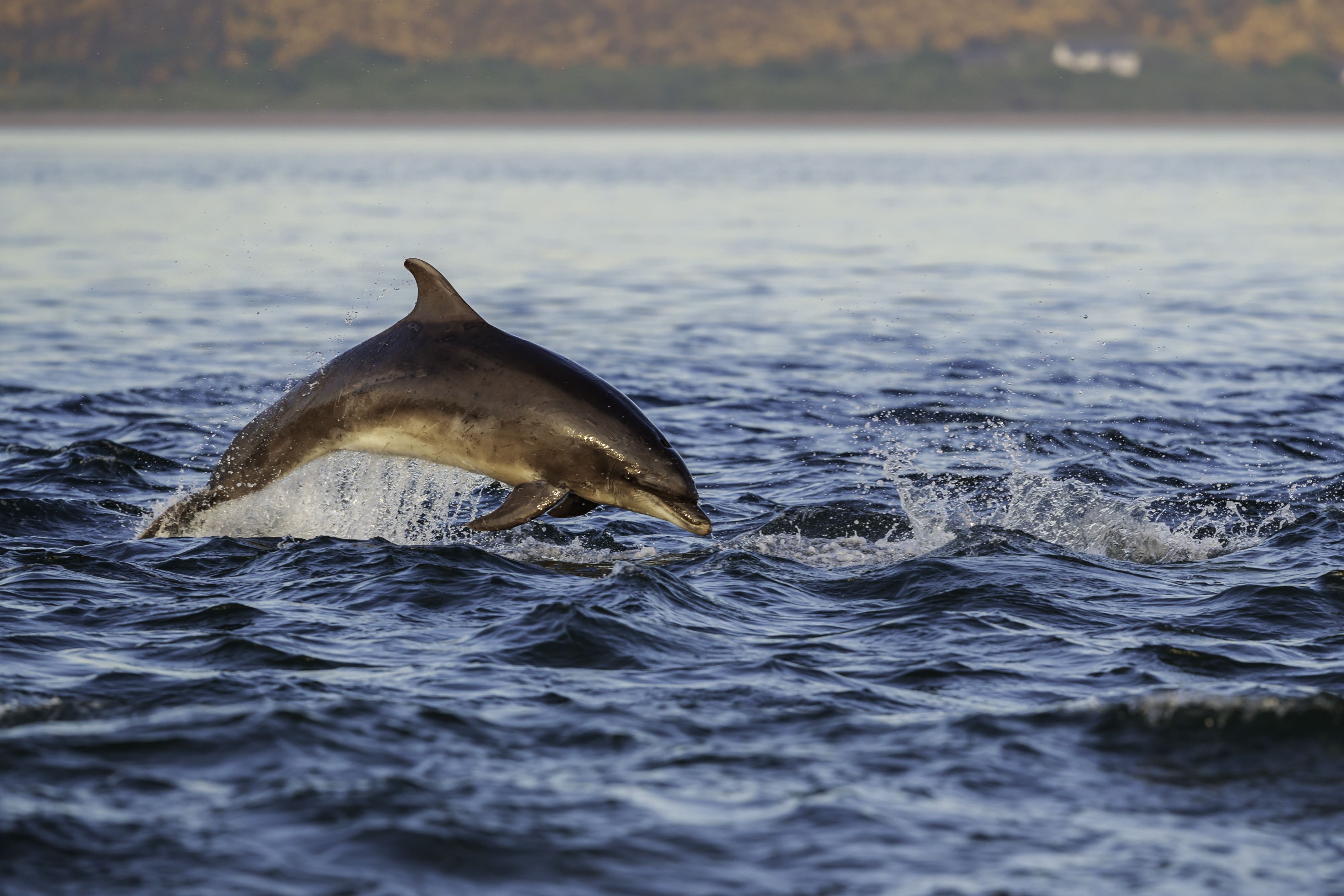 tourhub | Brightwater Holidays | Scotland: Highland Wildlife Safari 4656 